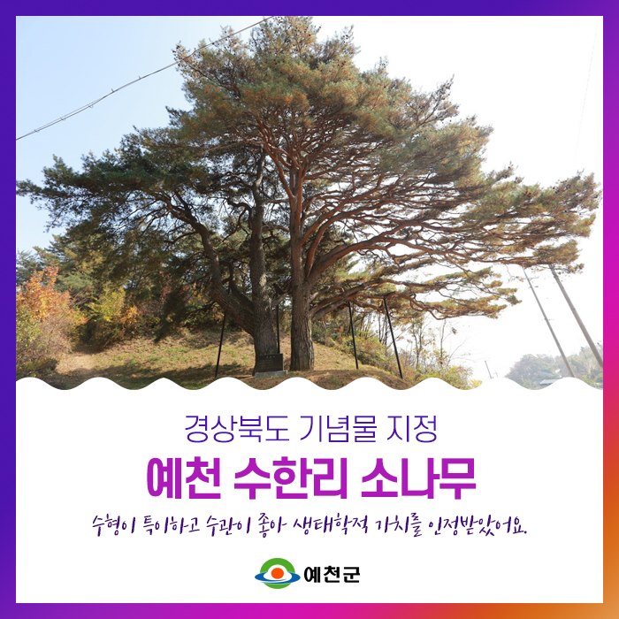 1.예천 수한리 소나무 기념물 지정